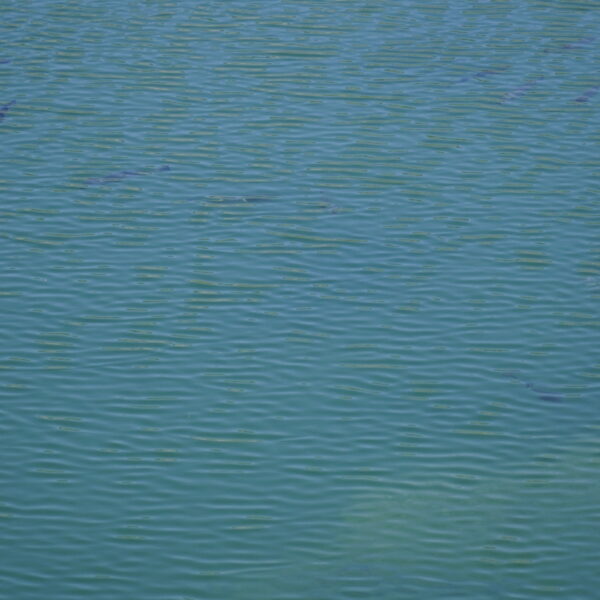 Türkises Wasser mit Fischen im Blausee (Kerns)
