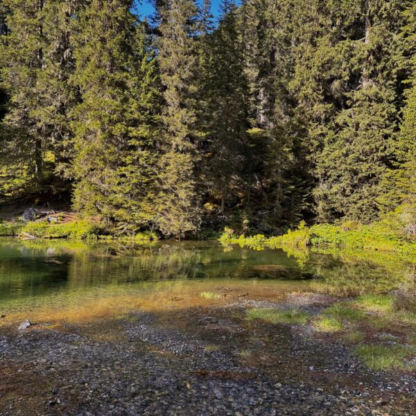 Grüenseeli: Klarer Bergsee umgeben von grünen Tannenwäldern