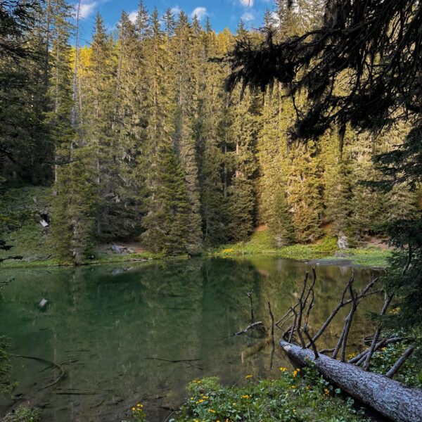Grüenseeli: Türkiser Bergsee umgeben von Nadelwald und Alpenblumen