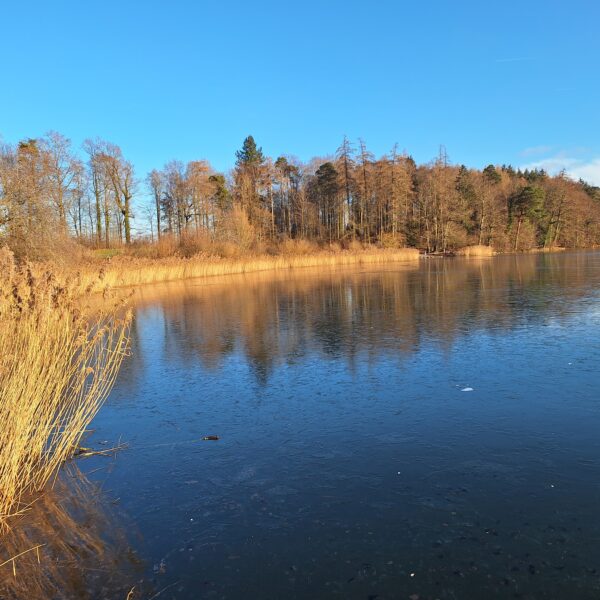 Horgener Bergweiher mit Schilf und Bäumen im Winter