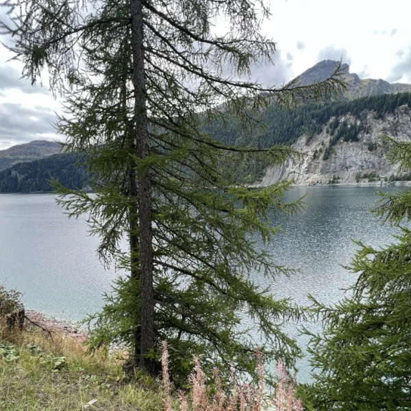 Bergsee Lai da Marmorera mit grünen Bäumen und Bergen im Hintergrund