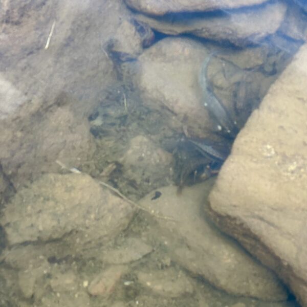 Fische unter Steinen im Lago di Cari