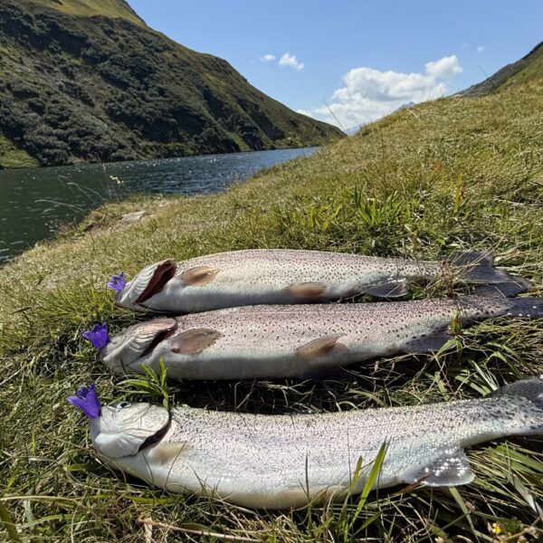 Drei frisch gefangene Forellen liegen auf einer Wiese am Oberalpsee.