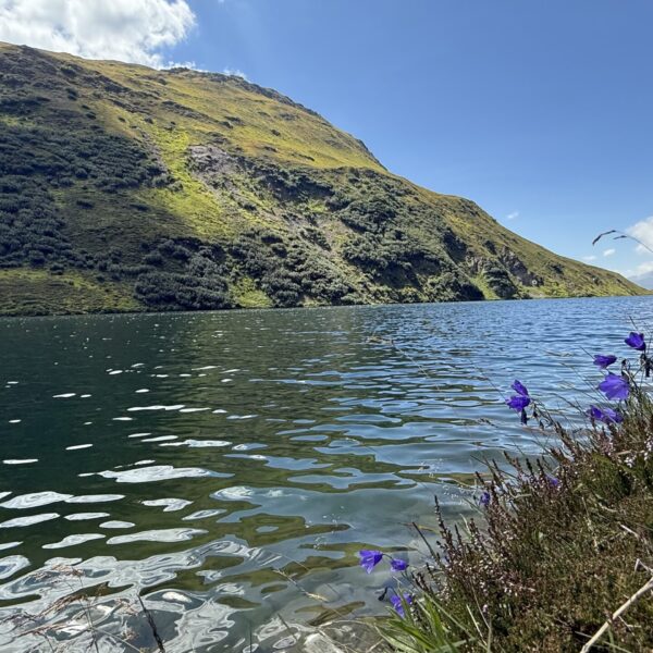 Der Oberalpsee mit blauen Glockenblumen und grünen Berghängen