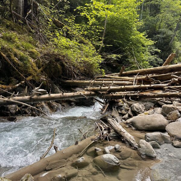 Rabiusa Fluss im Churwalden Tal mit umgestürzten Bäumen