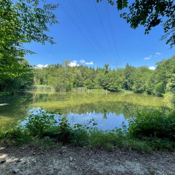 Scherzer Weiher: Ein ruhiger See umgeben von grünen Bäumen und einer Holzplattform