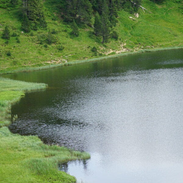 Grüne Uferwiesen und Wald am Sewenseeli