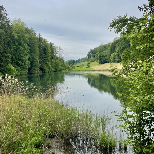 Siessenweiher: malerischer See mit üppigem Grün und sanften Hügeln im Hintergrund