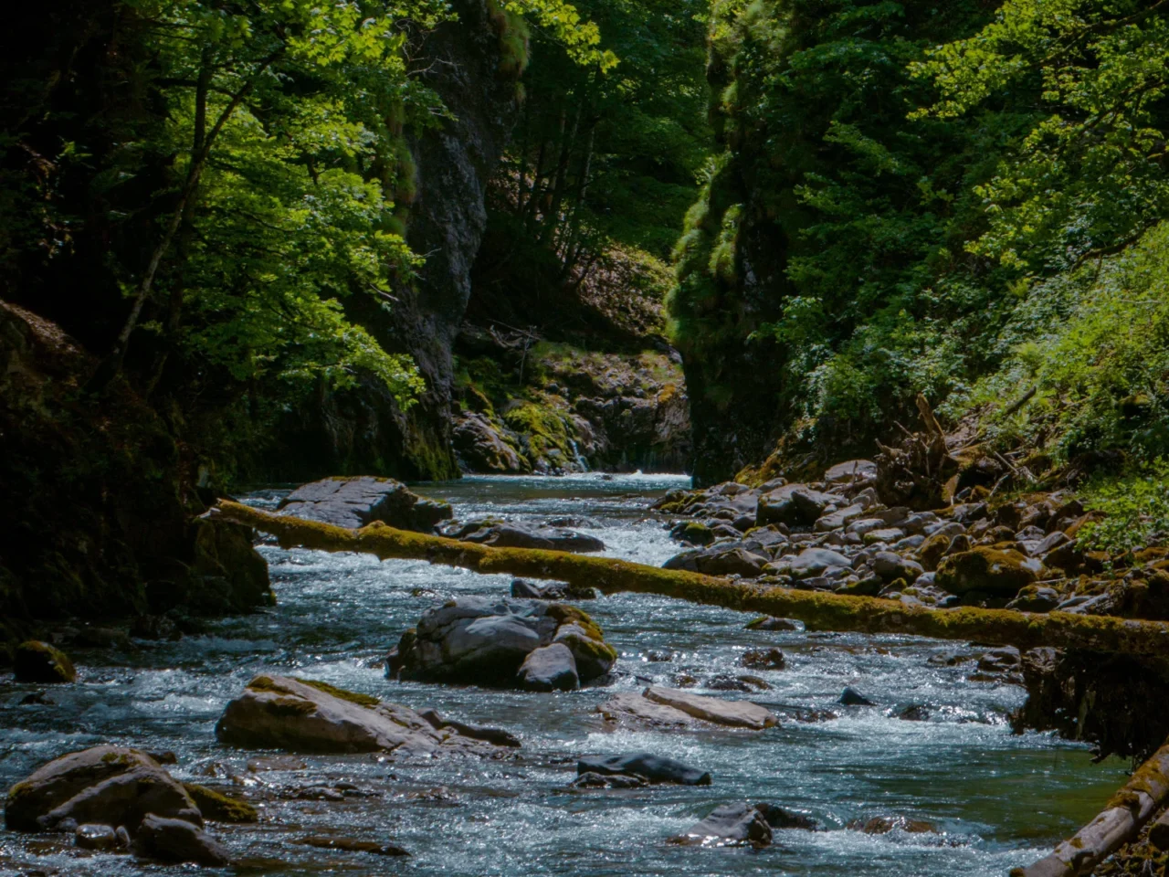 Ein klarer, steiniger Fluss fließt durch einen üppigen, grünen Wald in der Schweiz. Sonnenlicht fällt durch die Bäume. Ein moosbedeckter Baumstamm liegt auf der anderen Seite des Wassers – ein idyllischer Ort zum Angeln unter steilen, baumbedeckten Klippen, die sich zu beiden Seiten erheben.