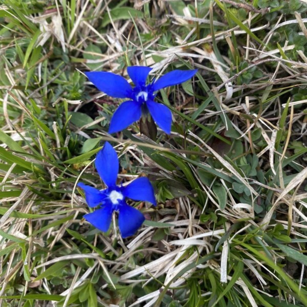 Zwei leuchtend blaue Blüten mit jeweils fünf spitzen Blütenblättern wachsen zwischen grünem, trockenem Gras auf dem Boden. Die Blüten heben sich deutlich von den gedämpften Farben des grasbewachsenen Hintergrunds ab.