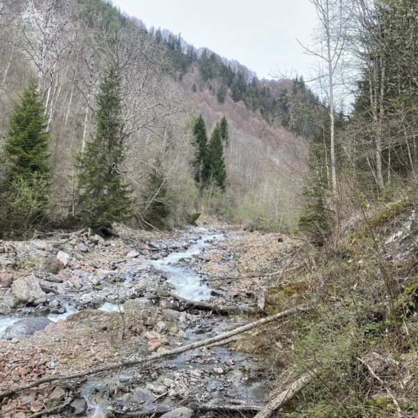 Ein felsiger Bach fließt unter bewölktem Himmel durch ein bewaldetes Gebirgstal mit Bäumen und spärlicher Vegetation auf beiden Seiten. Die Hügel im Hintergrund sind teilweise mit immergrünen Pflanzen und kahlen Bäumen bedeckt.