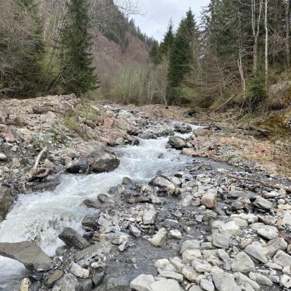 An einem bewölkten Tag fließt ein steiniger Bach durch ein Waldgebiet mit immergrünen Bäumen und kahlen Ästen, umgeben von Steinen und umgestürzten Baumstämmen, im Hintergrund erheben sich Hügel.