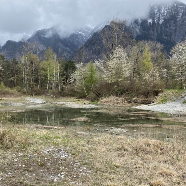 Ein kleiner Teich, bekannt als Zizerser Weiher, ist von Bäumen mit Frühlingslaub und Blüten umgeben, vor der Kulisse nebliger Berge unter einem bewölkten Himmel. Der Boden ist grasbewachsen mit Kiesflecken und vertrockneten Pflanzen.