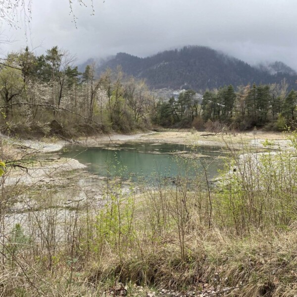 Ein kleiner, flacher Teich – der Zizerser Weiher – umgeben von trockenem Gras, Sträuchern und Bäumen, mit neblig bewaldeten Hügeln und einem bewölkten Himmel im Hintergrund.