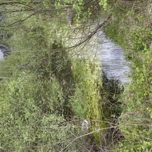 Ein kleiner, flacher Teich in Surrein dient als idealer Amphibienhabitat, umgeben von dichter grüner Vegetation und Bäumen, auf deren Wasseroberfläche Himmel und Laub schimmern. Gräser und Sträucher gedeihen am Wasserrand.