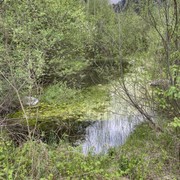Ein kleiner, flacher Teich in Surrein dient als idealer Amphibienhabitat, umgeben von dichter grüner Vegetation und Bäumen, auf deren Wasseroberfläche Himmel und Laub schimmern. Gräser und Sträucher gedeihen am Wasserrand.