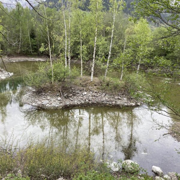 Eine kleine Felseninsel namens Salischinas mit schlanken Birken liegt inmitten eines ruhigen Flusses, umgeben von üppigem grünen Wald und sanft abfallenden Ufern – ein idyllisches Biotop mit im Wasser schimmernden Spiegelbildern.