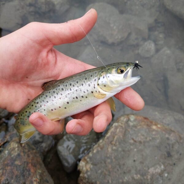Eine Person hält eine kleine Forelle, die sie mit einem Fliegenköder an einer Angelschnur gefangen hat, und steht über einer felsigen Oberfläche in der Nähe des klaren Wassers des Doggilochsees.