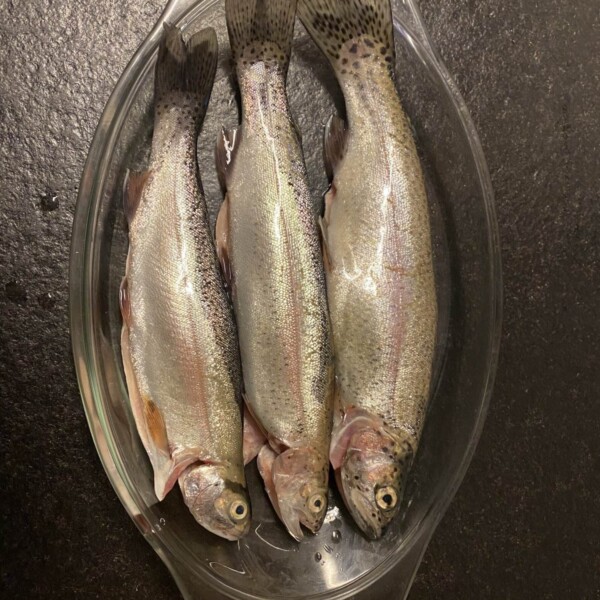 Drei ganze, rohe Fische mit silbrigen Schuppen, frisch gefangen aus dem Doggilochsee, liegen nebeneinander in einer durchsichtigen Glasschale auf einer dunklen Arbeitsplatte.