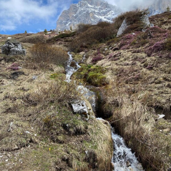 Ein kleiner Gebirgsbach fließt durch felsiges, grasbewachsenes Gelände mit Flecken violetter Blumen und führt zu einem schneebedeckten Gipfel, der im Hintergrund teilweise von Wolken bedeckt ist.