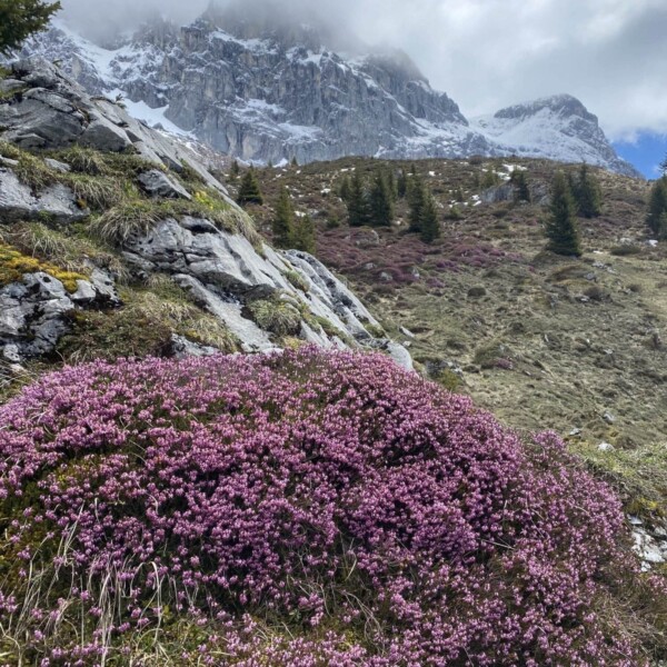 Lila Wildblumen bedecken einen felsigen Berghang, über dem vereinzelt Kiefern wachsen. Im Hintergrund ragen schneebedeckte Berggipfel unter einem teilweise bewölkten Himmel in die Wolken hinein.