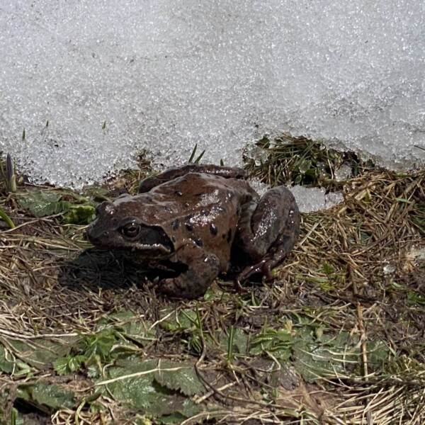 Ein brauner Frosch sitzt auf Gras und Blättern nahe der Kante der schmelzenden Schneedecke, Sonnenflecken erhellen die Szene.