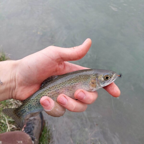 Eine Person hält am Ufer des Plävigginersees eine kleine Forelle mit einer Hand; der Fisch hat einen Angelhaken im Maul.