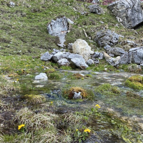 Der Schanielabach, ein klarer Gebirgsbach, fließt durch grasbewachsenes Gelände mit gelben Wildblumen, moosigen Felsen und grüner Vegetation, umgeben von großen grauen Felsbrocken und einem felsigen Hang.