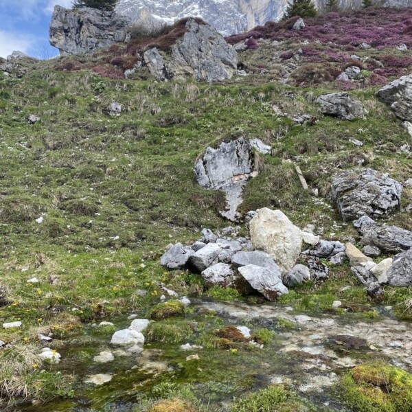 Ein felsiger Hang mit Flecken aus grünem Gras und violetten Blumen überblickt den Schanielabach im Vordergrund, im Hintergrund sind schneebedeckte Berge zu sehen, die teilweise von Wolken bedeckt sind.