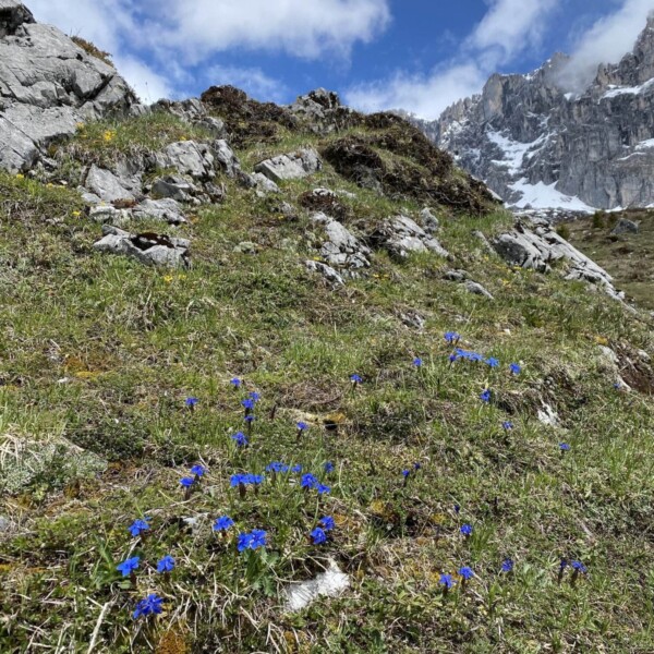 Ein grasbewachsener Alpenhang in der Nähe des Schanielabachs, übersät mit kleinen blühenden blauen Wildblumen, felsigen Flecken und schneebedeckten Bergen im Hintergrund unter einem teilweise bewölkten blauen Himmel.