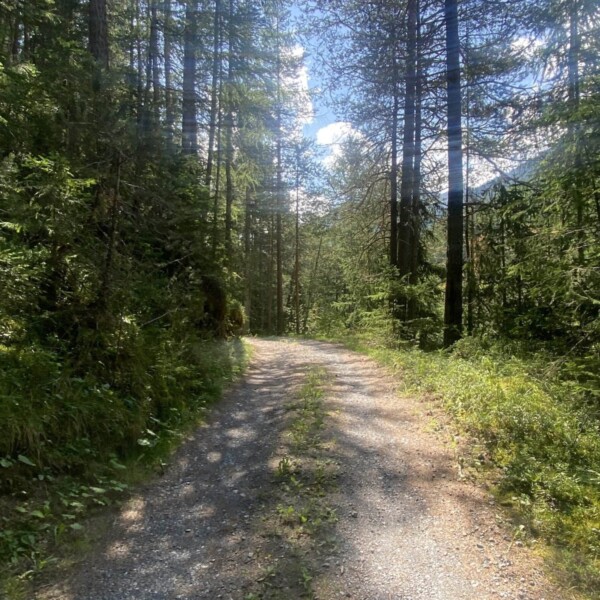 Ein sonnenbeschienener Schotterweg schlängelt sich durch einen dichten grünen Wald mit hohen Bäumen auf beiden Seiten und darüber sichtbaren Flecken blauen Himmels und Wolken.