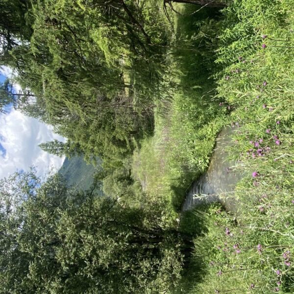 Ein schmaler Bach fließt durch üppiges grünes Gras und Wildblumen, umgeben von hohen Bäumen unter einem teilweise bewölkten blauen Himmel in einer friedlichen Berglandschaft.