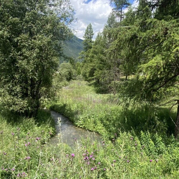 Ein schmaler Bach fließt durch üppiges grünes Gras und Wildblumen, umgeben von hohen Bäumen unter einem teilweise bewölkten blauen Himmel in einer friedlichen Berglandschaft.