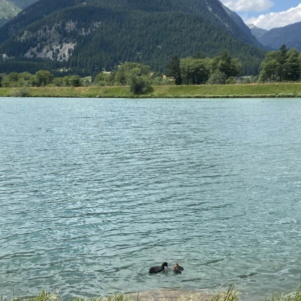 Zwei Enten schwimmen am grasbewachsenen Rand des Lej da Gravatscha, einem klaren, blauen See, umgeben von grünen, bewaldeten Bergen und einem teilweise bewölkten Himmel im Hintergrund.