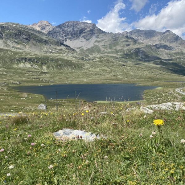 Eine malerische Berglandschaft mit dem Lej Nair, einem blauen See im Berninapass, umgeben von grünen Hügeln und Wildblumen im Vordergrund. Im Hintergrund erheben sich schroffe Berge unter einem teilweise bewölkten Himmel.