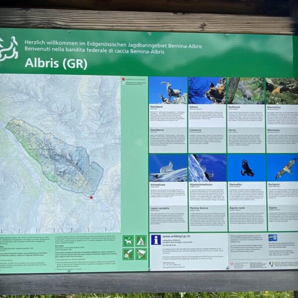 Grün-weißes Informationsschild zum Wildreservat Bernina-Albris bei der Ova da Bernina in Graubünden, Schweiz, mit Karte, Tierfotos und Beschreibungen in Deutsch und Italienisch, im Außenbereich auf einem Holzrahmen montiert.