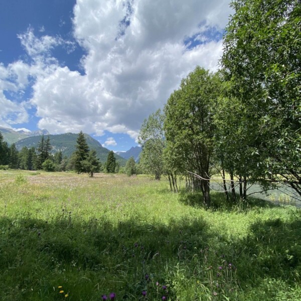 Eine üppig grüne Wiese im Val Champagna, übersät mit Wildblumen und Bäumen, liegt unter fernen Bergen und einem teilweise bewölkten Himmel. Sonnenlicht fällt durch das Laub und wirft sanfte Schatten auf das Gras.