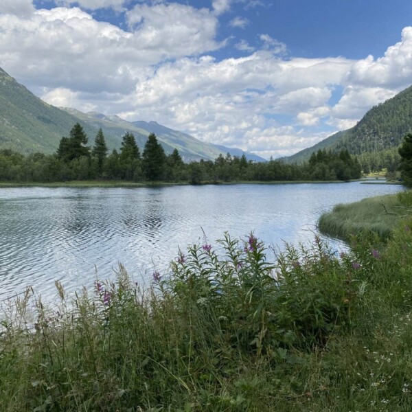 Ein ruhiger See in Ova da Val Champagna ist von hohem grünem Gras und Wildblumen umgeben, mit bewaldeten Bergen und einem teilweise bewölkten blauen Himmel im Hintergrund.