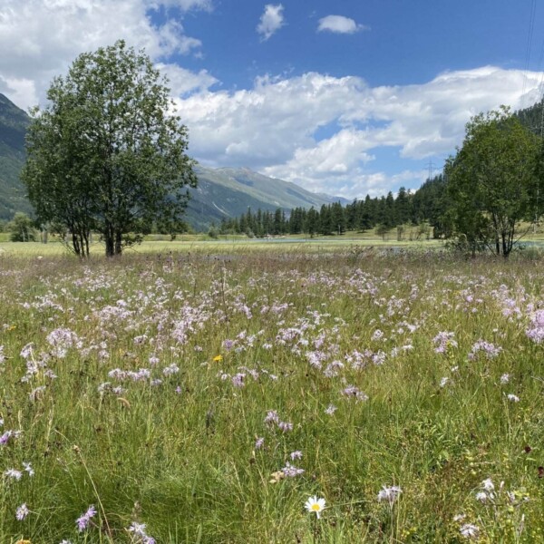Eine sonnige Wiese im Val Champagna voller Wildblumen und hohem Gras, gesäumt von grünen Bäumen und Hügeln, mit Bergen im Hintergrund unter einem teilweise bewölkten blauen Himmel.