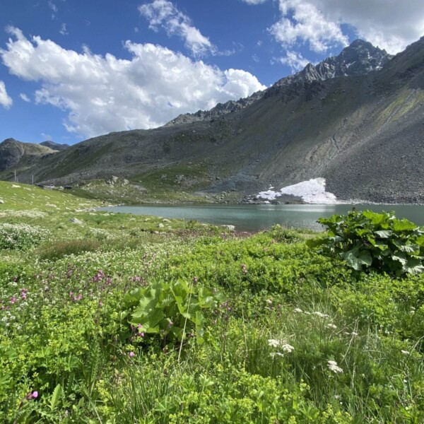 Eine saftig grüne Wiese mit Wildblumen im Vordergrund, ein ruhiger See – der an den Schottensee erinnert – in der Mitte und felsige Berge in der Nähe des Flüelapasses mit Schneeflecken unter einem teilweise bewölkten blauen Himmel im Hintergrund.