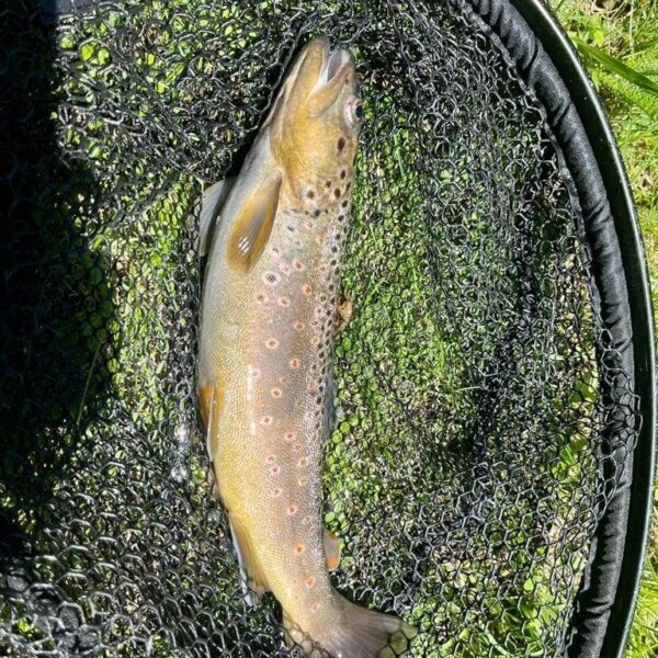 Eine im Brenno bei Lucomagno gefangene Bachforelle mit markanten Flecken liegt in einem schwarzen Fischernetz auf grünem Gras und wird vom Sonnenlicht angestrahlt.