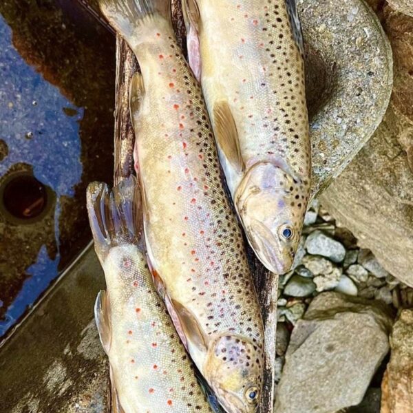 Drei frisch gefangene Forellen mit gesprenkelter Haut und rötlichen Flecken liegen nebeneinander auf einem verwitterten Holzbrett, in der Nähe des klaren Wassers des Brenno del Lucomagno, umgeben von Felsen und Kieselsteinen.