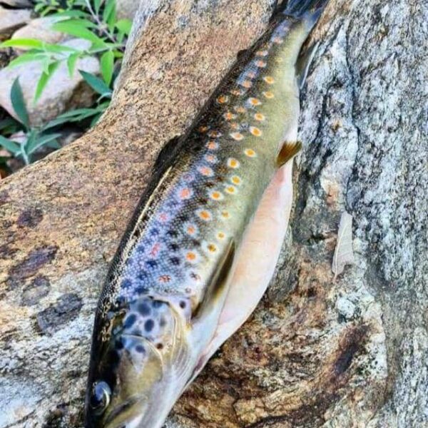 Ein Brenno del Lucomagno-Fisch mit dunklem Rücken, hellem Bauch und orangefarbenen Flecken liegt im Freien auf einem strukturierten Felsen, umgeben von grünen Blättern und Steinen im Hintergrund.