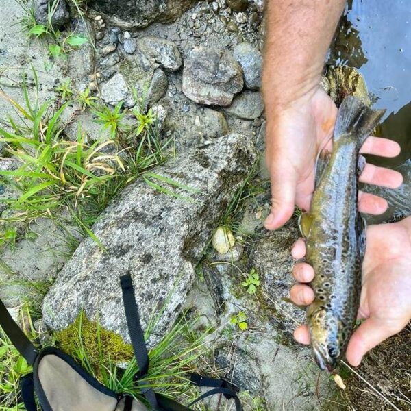Eine Person hält eine kleine, gesprenkelte Bachforelle in der Nähe des felsigen Flussufers des Brenno del Lucomagno, umgeben von Gras, Erde und einer beigen Angeltasche am Bildrand.