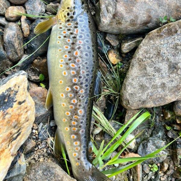 Eine Bachforelle mit markanten orangefarbenen und schwarzen Flecken liegt auf felsigem Boden in der Nähe von Brenno del Lucomagno, umgeben von Felsen und etwas grünem Gras.