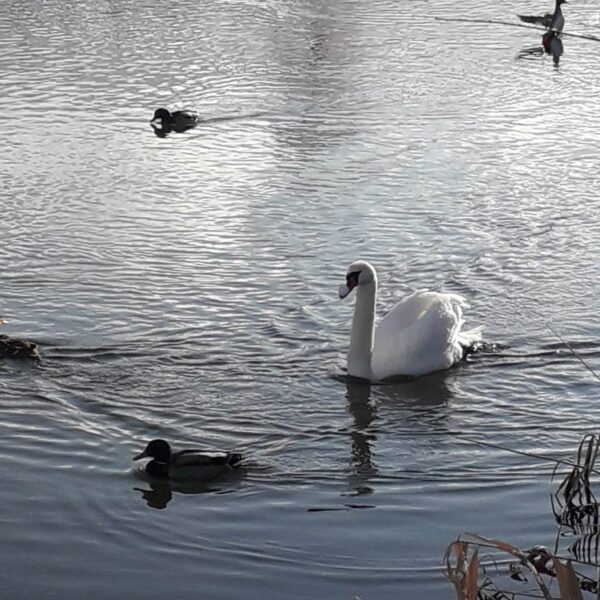 Ein weißer Schwan und mehrere Enten schwimmen auf dem ruhigen, teilweise zugefrorenen Bettenauer Weiher, im Vordergrund ist vertrocknetes Schilf zu sehen und auf dem Wasser schimmern Spiegelbilder.