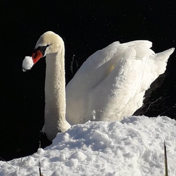 Vor einem Schneehaufen am Bettenauer Weiher steht ein weißer Schwan, er hält einen Schneeklumpen im Schnabel, im Hintergrund dunkles Wasser.