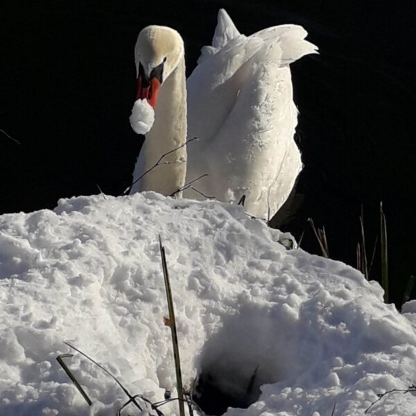 Ein weißer Schwan steht am Rand eines schneebedeckten Ufers am Bettenauer Weiher und hält einen Schneeklumpen im Schnabel. Im Hintergrund ist dunkles Wasser zu sehen.