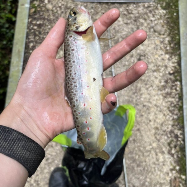 Eine Person hält einen kleinen Fisch mit dunklen Flecken und rötlich-orangen Punkten an der Seite und steht auf einem Schotterweg. Unter ihrer Hand ist ein grün-schwarzer Beutel zu sehen.