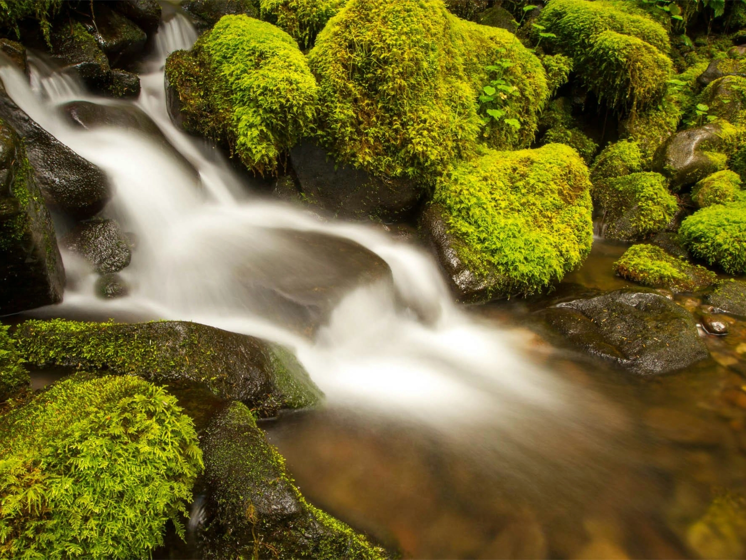 Ein kleiner Bach fließt sanft über mit hellgrünem Moos bedeckte Felsen und erzeugt inmitten der üppigen Natur einen weichen, verschwommenen Effekt im Wasser.